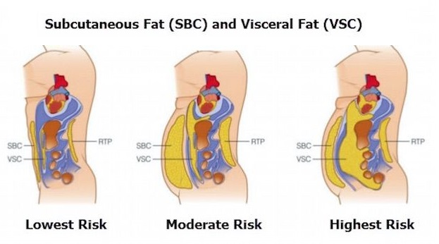 Body composition testing can show us our visceral fat levels, which are an important predictor of cardiovascular risk.