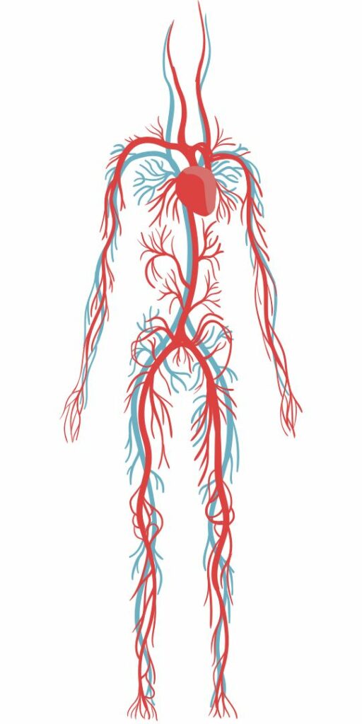 POTS can involve overly compliant blood vessels. Strength training can help manage POTS