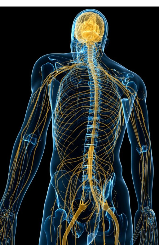 Strength training can help manage POTS by improving autonomic regulation.