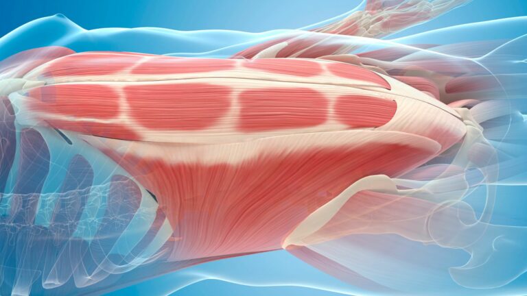 Rectus Abdominus Muscles, which can deviate laterally with diastasis recti