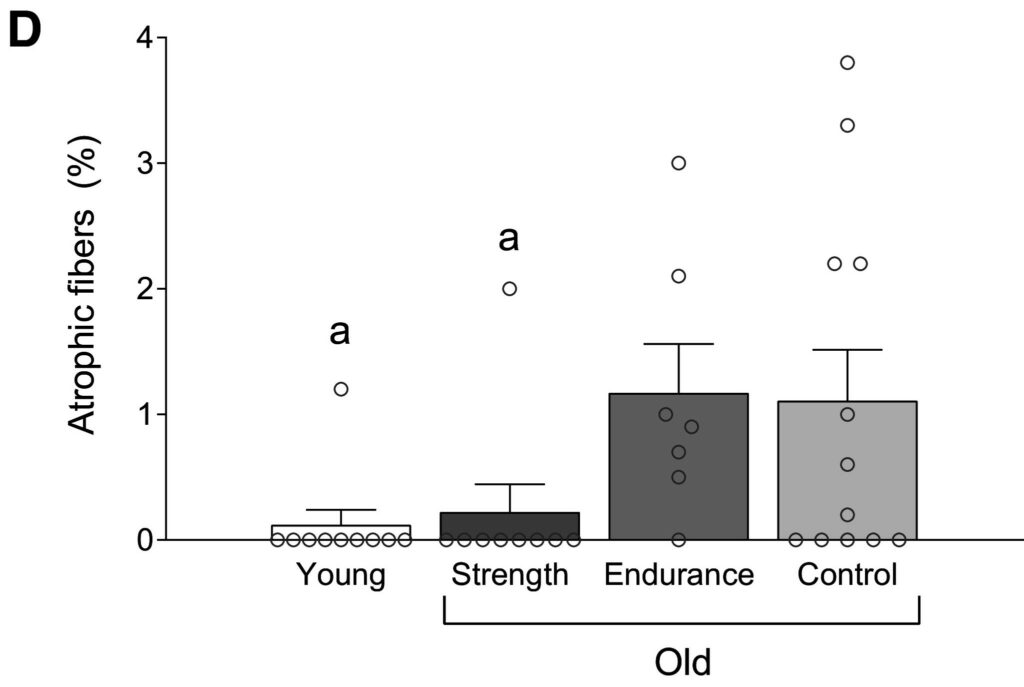 This graph shows that strength training prevents muscle aging in seniors, but endurance training does not.